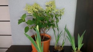 Фантастика!Набирает цвет ирис бородатый,подсаженный 1,5 месяца назад.Каменск-Уральския.05.05.2025