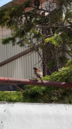 Посев гороха (тоже хотите под два метра?)