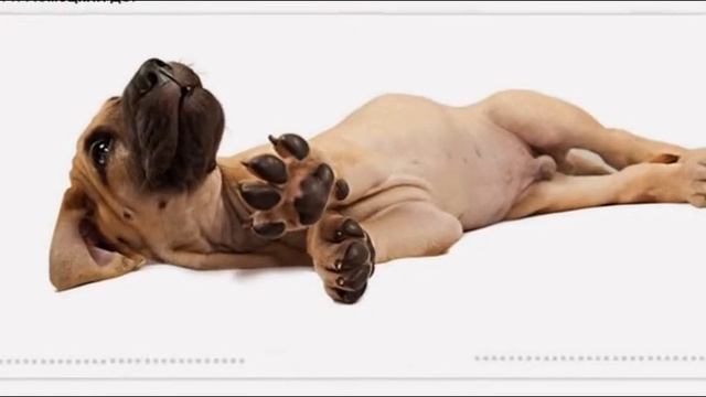 Щеночки такие классные!!! смотреть онлайн