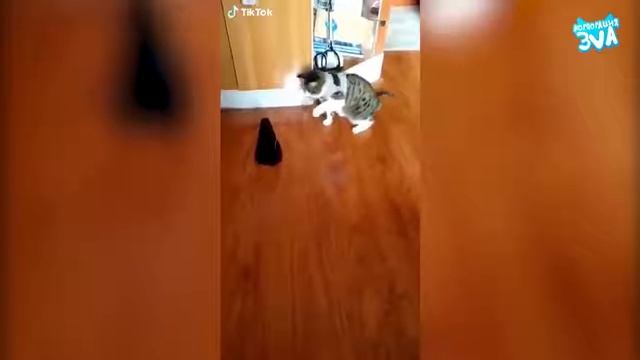 НОВЫЕ ПРИКОЛЫ КОТОВ!NEW FUN CATS! 2019 смотреть онлайн