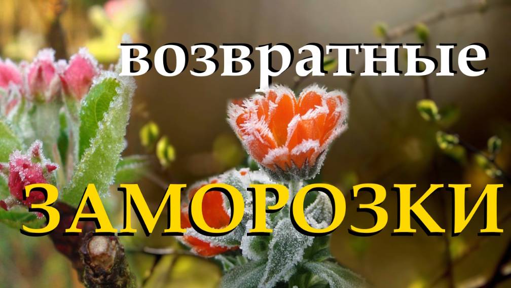 Возвратные заморозки. Узнаем проверенные способы защиты растений от весенних похолоданий смотреть онлайн
