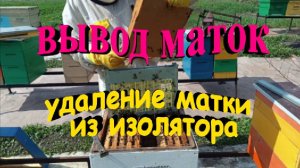 Вывод маток. Удаление матки из изолятора