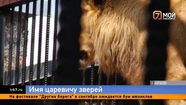 Имя для льва выбирают в красноярском зоопарке «Роев ручей» смотреть онлайн