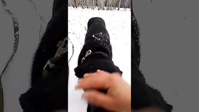 Пëс Мася боится снежков смотреть онлайн