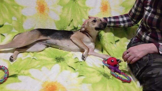 Дарси Крым пристройство