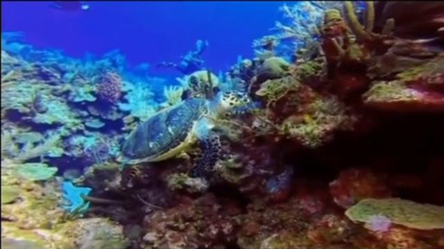 УМАР КЕЙН-ФАНТАСТИЧЕСКАЯ ПОДВОДНАЯ ФЕЕРИЯ!