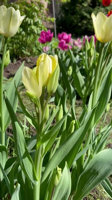 Тюльпан #цветы #садиогород #садидача #Тюльпаны #садоводство