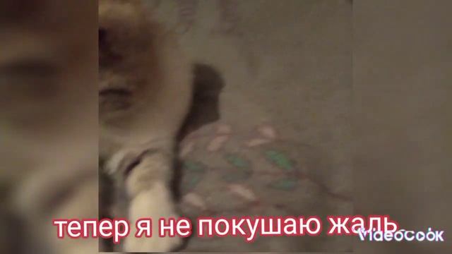 прикол; райка побачила мишку і хотіла її зїсти але насправді я іграла з райкою🤣🤣😂😂❤ смотреть онлайн