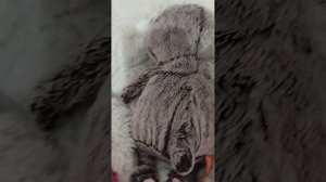 басик и лили пошли на прививку💉😷 (сегодня будет сходка в роблокс)