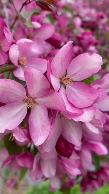 Яблоня #цветы #садиогород #растения #садидача #уход