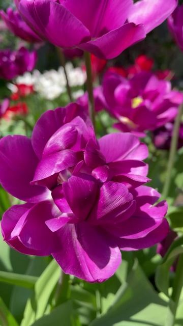 Тюльпан #цветы #садиогород #садидача #Тюльпаны #садоводство