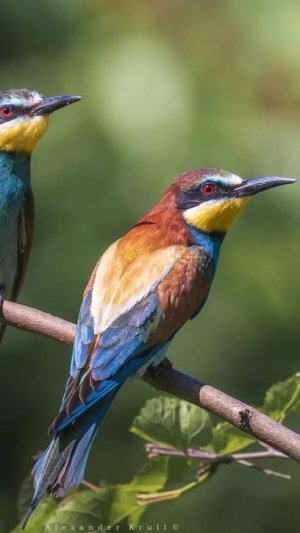 ЗОЛОТИСТАЯ ЩУРКА В АСТРАХАНИ #астраханскийклев