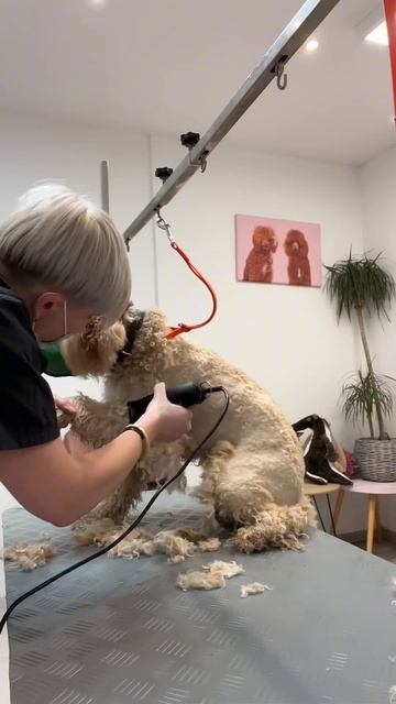 🔥 Тяжелые кадры 🐾 Сложный груминг 🐕