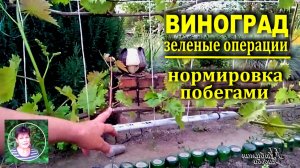 Виноград весной. Как нормировать виноград побегами