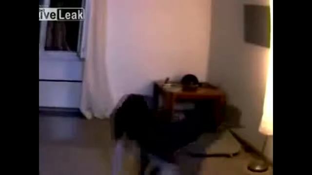 Приколы 2019 года! Никто не ожидал такого! смотреть онлайн
