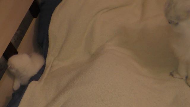 Котята перевернули коробку и поставили ее на ребро