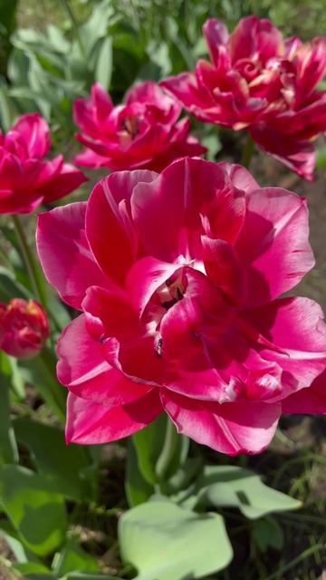 Тюльпан #цветы #садиогород #садидача #Тюльпаны #садоводство