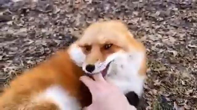 лисы ржут смотреть онлайн