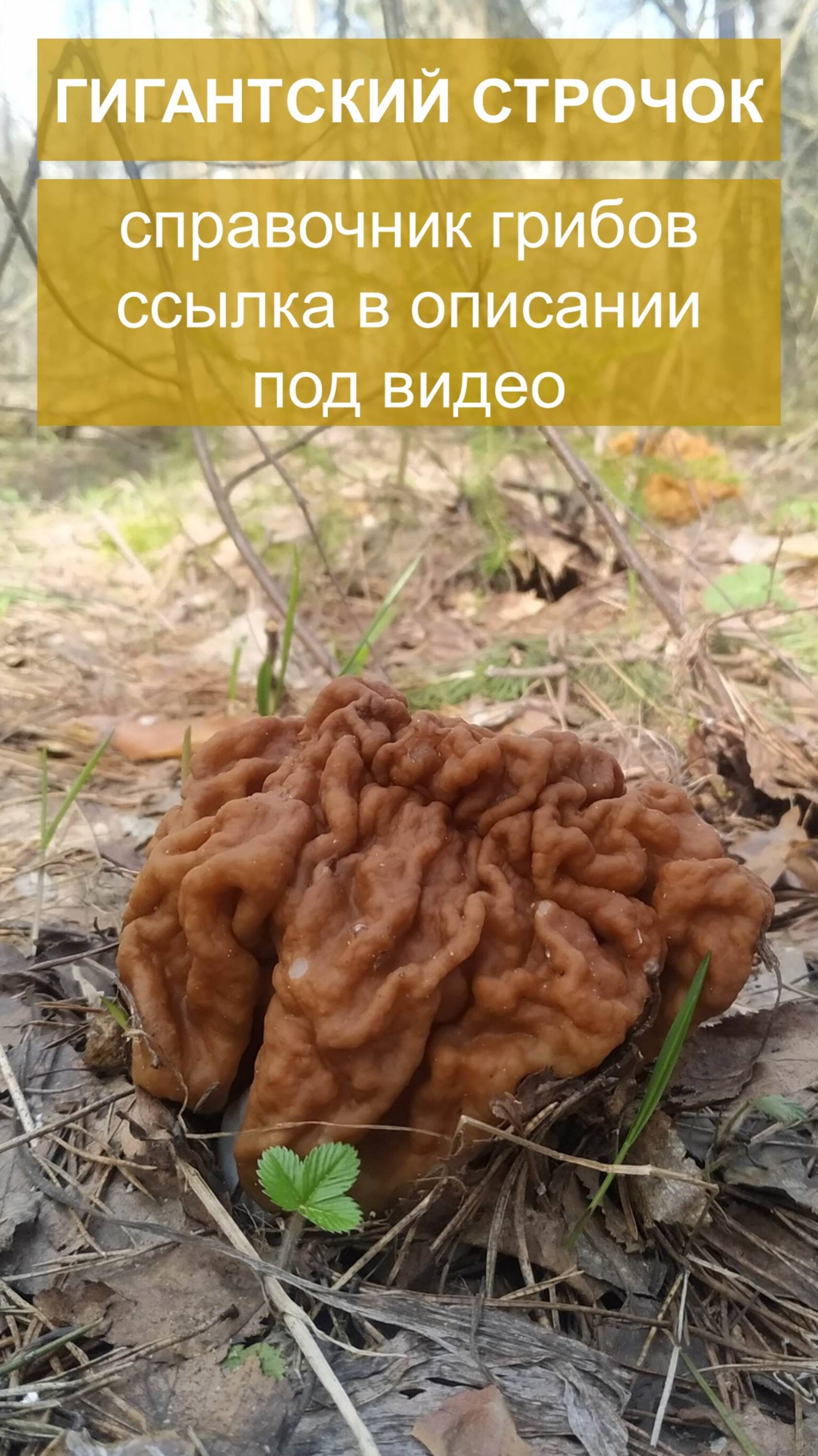 Гигантский строчок - справочник грибов смотреть онлайн