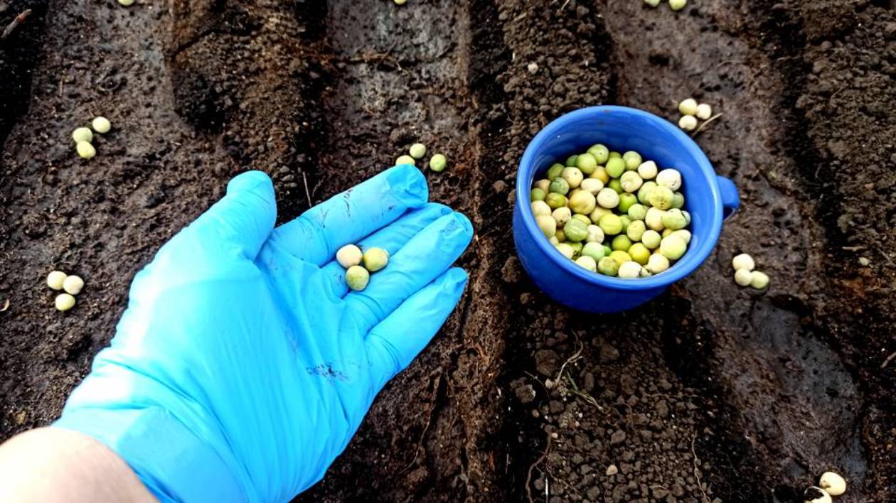 Сажаю горох весной семейкой! Посадка гороха- способ посева простой и надёжный смотреть онлайн