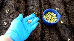 Сажаю горох  весной семейкой! Посадка гороха- способ посева простой и надёжный