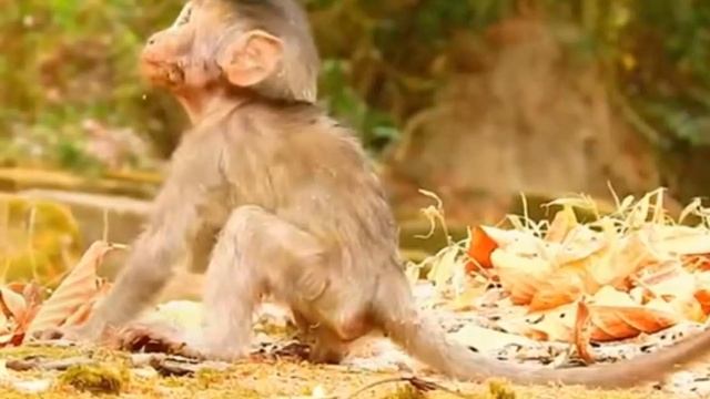 BABY MONKEY часто становится жертвой... 1000003591.mp4 смотреть онлайн