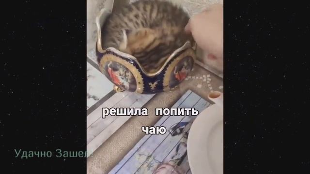 ЛУЧШИЕ ПРИКОЛЫ - 2021 | РЖАКА ДО СЛЕЗ #27 смотреть онлайн
