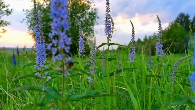 Песни для души. Очарована, околдована. Группа Санкт-Петербург смотреть онлайн