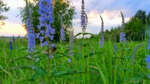 Песни для души. Очарована, околдована. Группа Санкт-Петербург