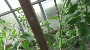 Как я формирую "ЗАПУЩЕННЫЕ ТОМАТЫ" в теплице?