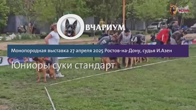 ЮНИОРЫ СУКИ / КЧК РОСТОВ-НА-ДОНУ 27 апреля`25 И.Азен Моно немецких овчарок