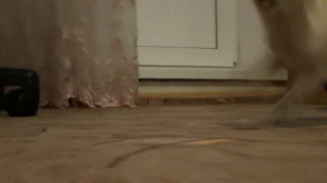 Ася. Новый корм и лакомства. февраль. смотреть онлайн