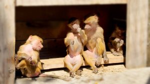 На Люсю, Степу, Маню и Тосю НАПАЛА ИКОТА! Как себя вести с альфой прошито у гамадрилов в генах.