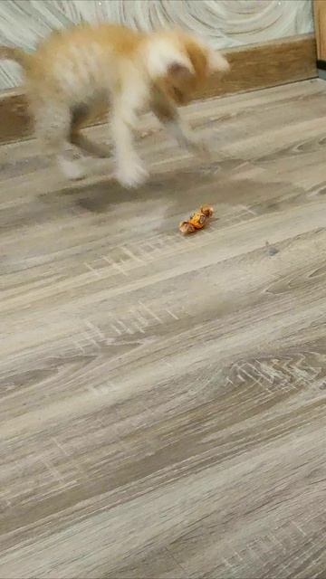 Котенок напал на конфету. #котята. #шорты 4k смотреть онлайн