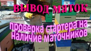 Проверка подготовленного стартера на наличие маточников