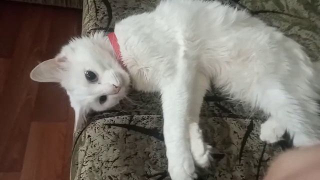 кот тряпка. самый милый и добрый кот 🐱 котенок по имени Айс 🐈 Смешные коты смотреть онлайн