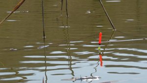 Ловля Карася Весной! Карась на поплавок в мае.