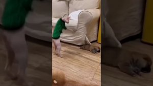 Смешные животные