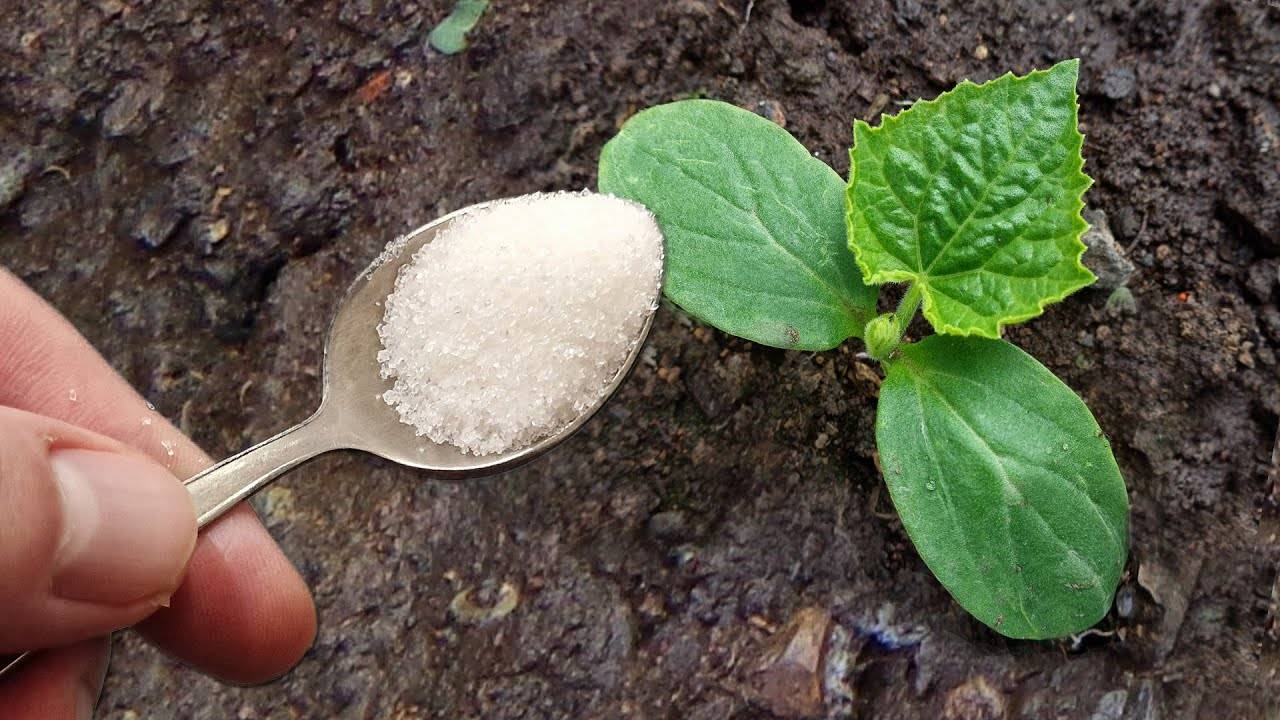 ПЕРВАЯ ОЧЕНЬ ВАЖНАЯ ПОДКОРМКА ОГУРЦОВ. СРАЗУ ПОЙДУТ В РОСТ И ДАДУТ БОЛЬШОЙ УРОЖАЙ смотреть онлайн