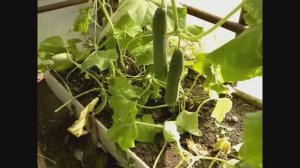 ОБЗОР ДАЧИ 2 ДЕКАДА ИЮЛЯ 👍👍👍 ЧТО РАСТЕТ, А ЧТО НЕ ОЧЕНЬ...