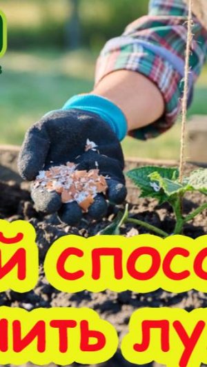 СДЕЛАЙТЕ ТАК ПРИ ПОСАДКЕ ОГУРЦОВ! ЧТО ПОЛОЖИТЬ В ЛУНКУ ПРИ ПОСАДКЕ ОГУРЦОВ. Огурцы без подкормок.