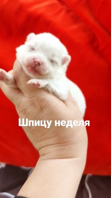 Померанский шпиц