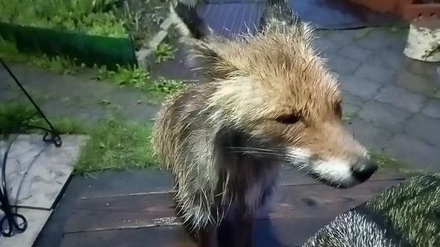 (1009) Лиса приходит в гости. Май 2025 смотреть онлайн