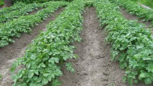 Избавляемся от сорняков на грядке под картофель: проверенные советы!