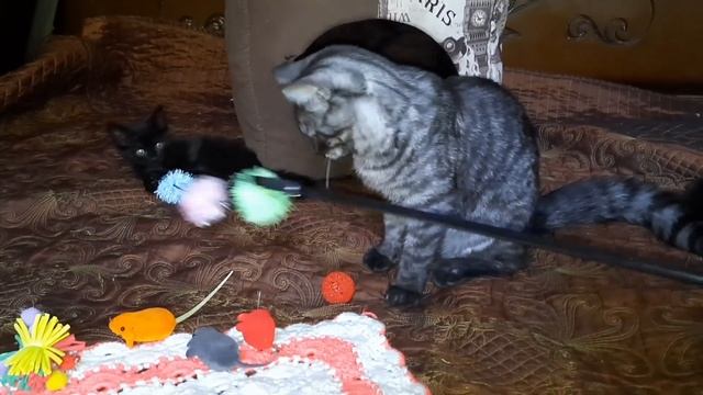 Новые игрушки и не только для моих домашних пушистиков! смотреть онлайн