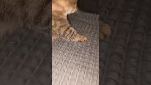 НЕ НАДО ОБИЖАТЬ КОТА. смотреть онлайн