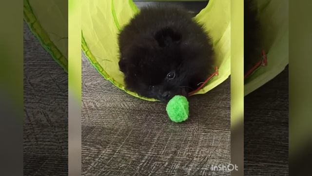 Померанский шпиц, 2 мес. Vanilla Sweet Earl Grey смотреть онлайн