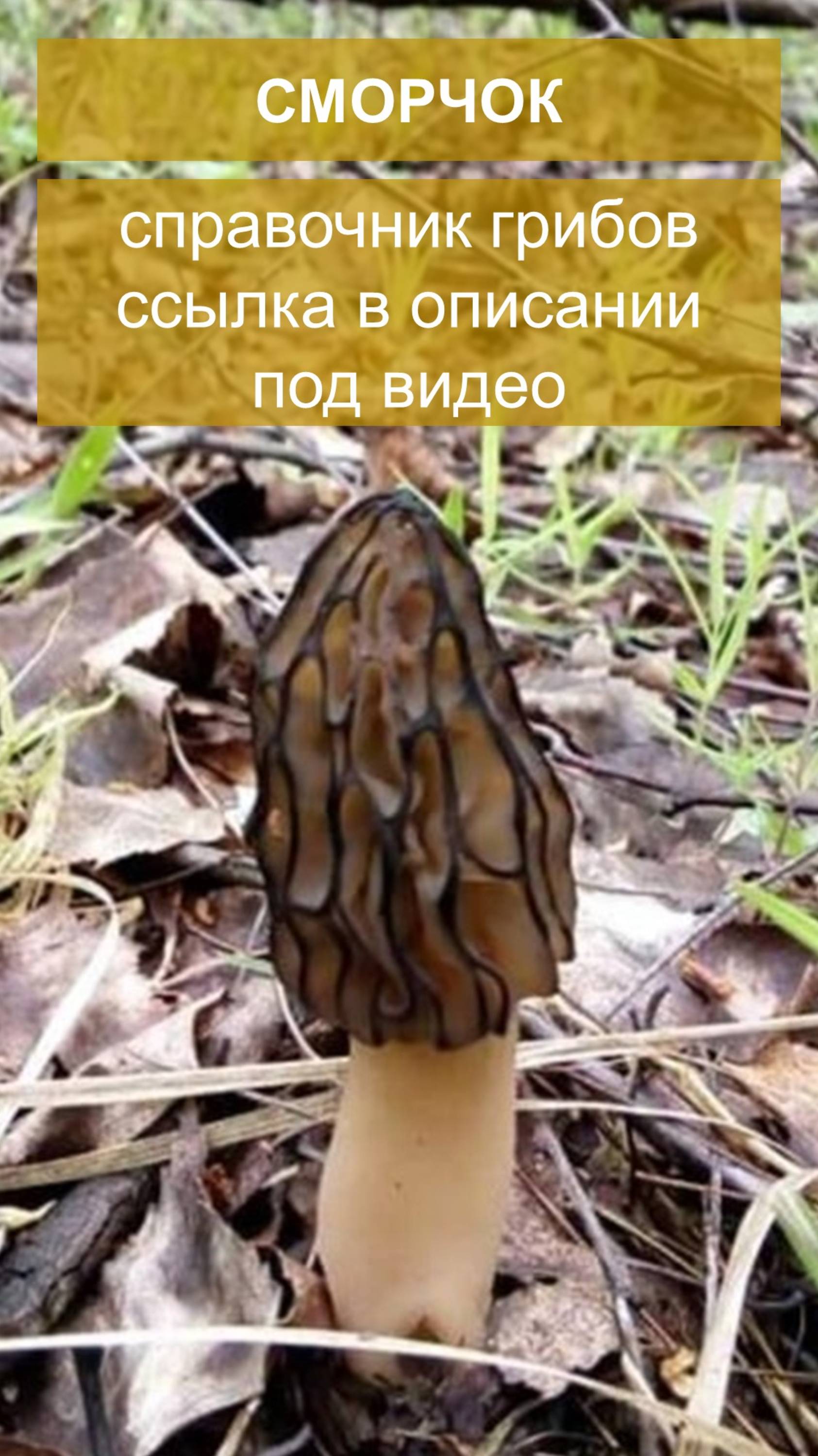 Сморчок - справочник грибов смотреть онлайн