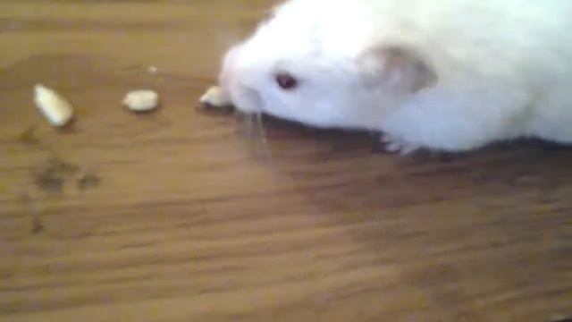 ХОМЯК ЕСТ СЕМЕЧКИ!!!!! смотреть онлайн