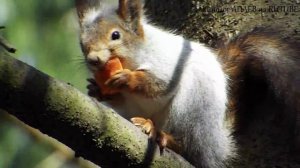 Видео про животных для детей, БЕЛКА ЗАВТРАКАЕТ